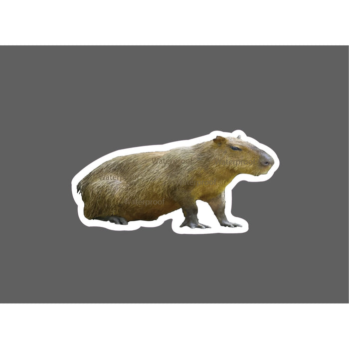 Capybara Sticker Animals Waterproof NEW