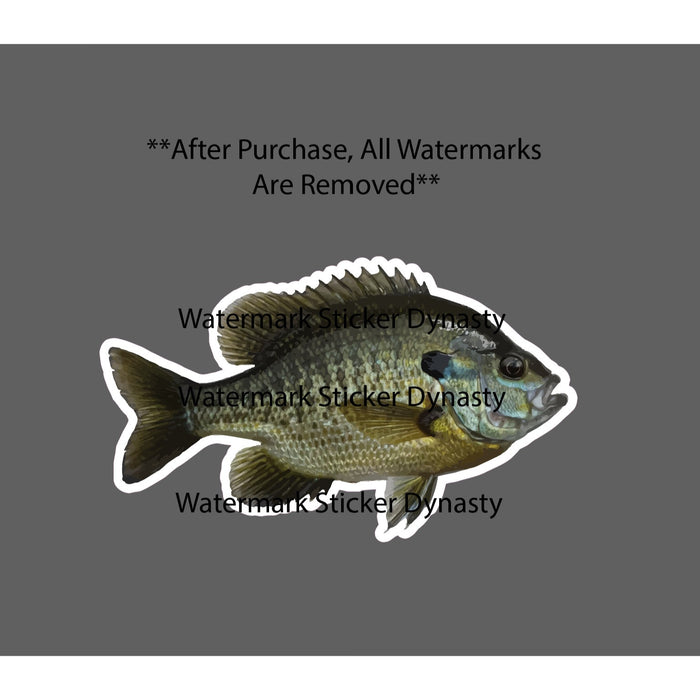 Bluegill Sticker Waterproof Decal Animal Fish Fishing Outdoor Wildlife Gift NEW