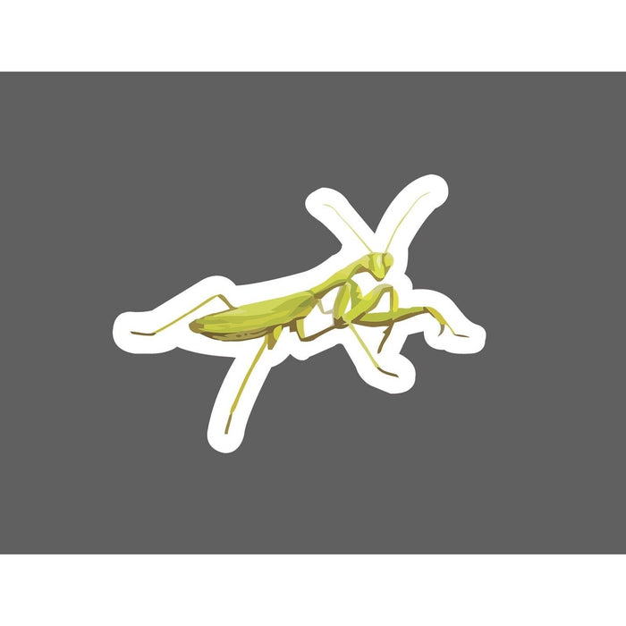 Praying Mantis Sticker Insect