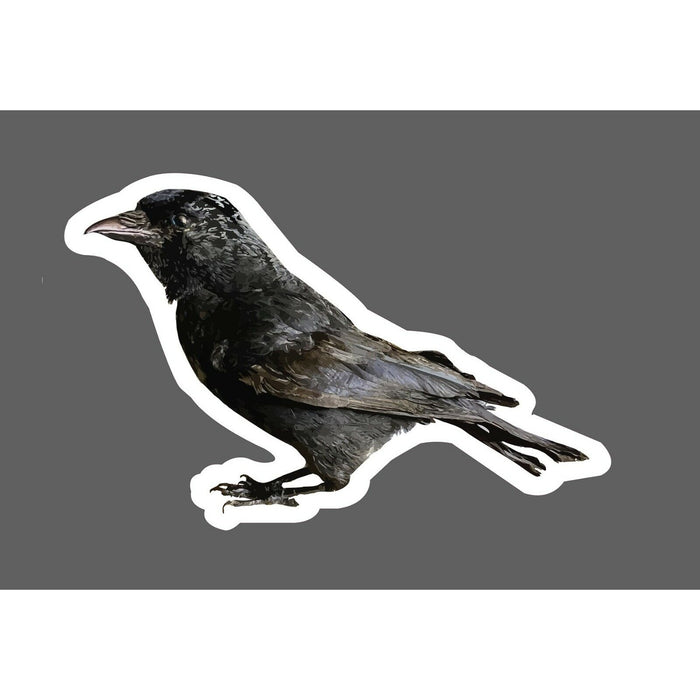 Raven Sticker Crow Realistic