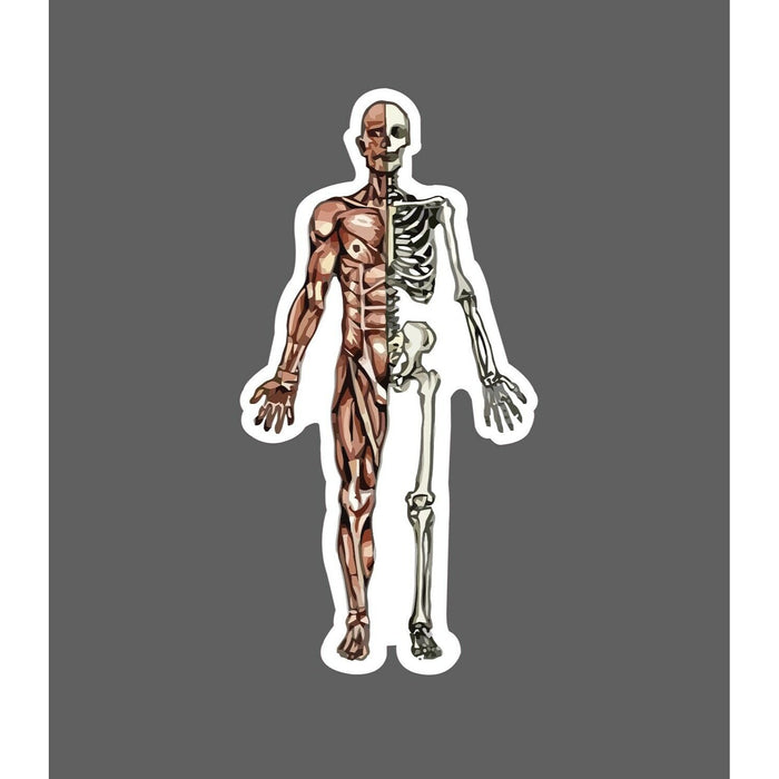 Skeletal Muscle Sticker Person Human