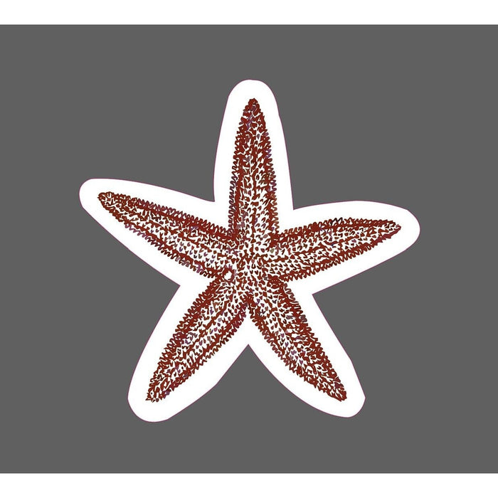 Starfish Sticker Sea Life